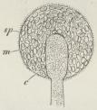 Fig. 11. Sporehus af<bMucor mucedo. c<bColumella, m Membran,<bsp Sporer. (Forstør.).