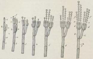 Fig. 12. Udviklingen af de sporebærende Hyfer hos Penselskimmel,<bforegaaet fra Kl. 7 Morgen til Kl. 8 Aften. (Forstørr.).