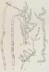 Fig. 13. Chlamydomucor racemosus. 3 Dannelse af<bKlamydosporer, 4 samme, 6 Del af Mycelie, delt i<bkorte Led ved rigelig Ernæring, 7 Mycelie, der deles<bi Oidier, 8 Oidiers Spring. (Forstørr.).