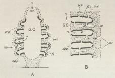 Fig. 2. Kanalsystemer af 2. Type.<bosc Osculum G. C. Gastralhule, inc indførende Kanaler,<bprp Porer, flc Fimrekamre, ost ydre Aabninger af<bindførende Kanaler.