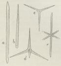 Fig. 4.<bMegasklerer. a b<benstraalede Spicula, c trestraalet<bSpicula, d firstraalet<bSpicula, e seksstraalet Spicula.