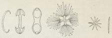 Fig. 5. Mikrosklerer, hvoriblandt et Discohexaster.