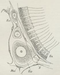 Fig. 6. Snit gennem en Kalksvamp (Sycandra).<bEct Yderlag, En Inderlag med Kraveceller, Mes<bMellemlag, N Kalknaal i dette, Eiz Ægcelle.