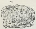 Fig. 7. Oqhlitaspongia seriata. osc Oscula.