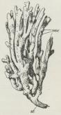 Fig. 8. Chalina<boculata. osc Oscula.
