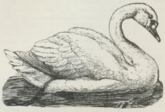 Knopsvane (Cygnus olor).
