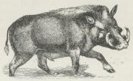 Fig. 1. Vortesvin (Phacochoerus æthiopicus).