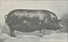 Fig. 8. Berkshire-Svin.