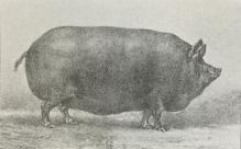 Fig. 9. Suffolk-Svin.