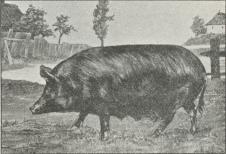 Fig. 10. Tamworth-Svin.