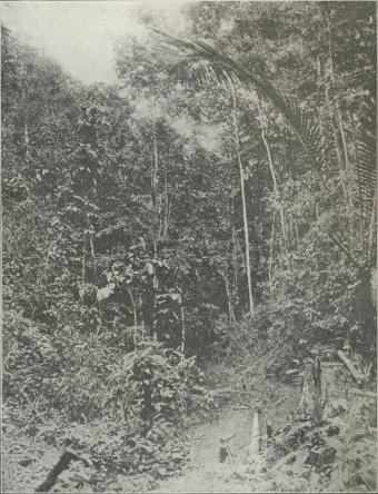 Bæk i Regnskoven Nord for Rio Amazonas. (A. Lange).