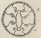 Fig. 2. Tværsnit gennem<bSvælgregionen af en<bEdwardsia, visende<bRetraktormusklernes Ordning,<bs og sl Sifonoglyfferne.