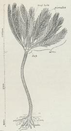 Fig. 1. Botryocrinus<bdecadactylus med Analrør.