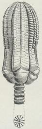 Fig. 2. Encrinus<bliliiformis.