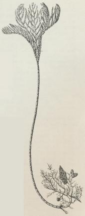 Fig. 6.<bRhizocrinus lofotensis.