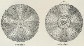 Fig. 1. En regulær Søborre (Strongylocentrotus droebachiensis).<bDe lyse Felter er Ambulacralfelterne. Midt paa Oversiden ses<bTopfeltets 10 Plader, af hvilke den største er Madreporpladen,<bog midt imellem dem den af smaa Kalkplader udfyldte Hud, i<bhvilken Gattet har sin Plads. Midt paa Undersiden ses de fem<bTænder og udenom de i Mundhuden liggende 10 Kalkplader.