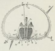 Fig. 2. Skematisk Snit igennem en regulær Søborre.<bO Mund, Z Tænder, aur Bøjler til Befæstelse af<bKæbeapparatet, pr og re dertil hørende Muskler, Po<bPoli’ske Blærer, Rg Vandkanalsystemets Ringkar, R<bradialt Vandkar, Am Sugefødder, Sc Stenkanal, M<bMadreporplade, St Pig, Pe Pedicellarie, A Gat, N Nervesystem.