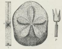 Fig. 3. Clypeaster. O Mund, A Gat, P Pedicellarie.