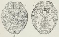 Fig. 4. En Sømus (Brissopsis). a ovenfra, b nedenfra.