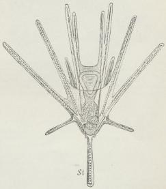 Fig. 5. Pluteuslarve af en Spatangide.
