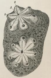 Fig. 2. Botryllus violaceus. O Mundaabning. A<bfælles Kloakaabning.