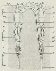 Fig. 3. Længdesnit gennem 2 Individer af et<b»System«, a Gataabning, at Kloak, Br Gælleaabning, brs<bGællesæk, cl fælles Kloakaabning, ec Ektoderm, en<bBugfure, gln Nervekirtel, h Hjerte, i Tarm, igl Lever<bl Ryglistens Tunger, m Kappe, ng Nerveganglie, æ<bSpiserør, ov Æggestok, pp Fimrering, r Endetarm, st<bMave, t Skalkappe, tn Tentakel, tv Sædstokblære, vap<bblodfyldte Forlængelser ud i Skalkappen, vd Sædleder.