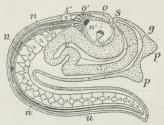 Fig. 4. Skitse af en Ascidia-Larve. p Hæftevorter, s<bIndførselsaabning, s’ den ene Udførselsaabning, n<bNerverøret, n Hjerneblære med o’ Øje og o Øre, u<bRygstreng, g, v Gælle og Tarmrør. (Stærkt forstørret).