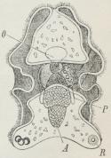 Fig. 10.<bAuricularia-Larve af Søpølse. O<bSpiserør, A Gat, R Kalkhjul.