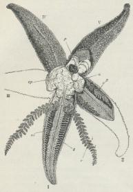 Fig. 1. Asterias rubens, delvis aabnet fra Rygsiden.<bac Ambulacralstykker, s Sugefødder, c anale<bBlindsække, sp Mave, g Kønskirtler.