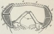 Fig. 3. Et Armsegment af en Astropecten. a<bAmbulacralstykker, b Adambulacralstykker, e Rygplader<bmed Paxiller, d og c øvre og nedre Randplader.