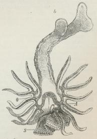 Fig. 4. Larve af Luidia Sarsi med den unge<bSøstjerne. O Mund, A Gat.