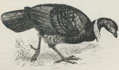 Catheturus Lathami. Catheturus Lathami.