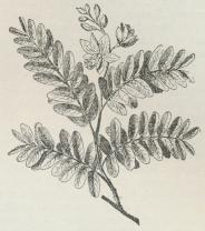 Tamarinde.