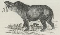 Amerikansk Tapir (Tapirus arnericanus).
