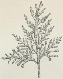Fig. 1. Gren med Blomster af<bThuja occidentalis.