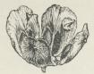 Fig. 2. Aaben Kogle af Thuja<boccidentalis. Fig. 2. Aaben Kogle af Thuja<boccidentalis.