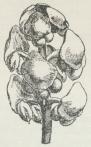 Fig. 3. Hanblomst af Thuja<boccidentalis.