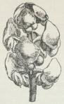 Fig. 3. Hanblomst af Thuja<boccidentalis. Fig. 3. Hanblomst af Thuja<boccidentalis.