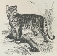 Tiger (Felis tigris).