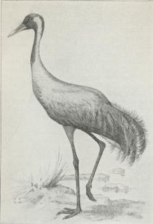 Trane (Grus cinerea). Trane (Grus cinerea).