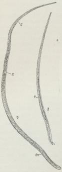 Fig. 2. Indkapslet<bMuskeltrikin.