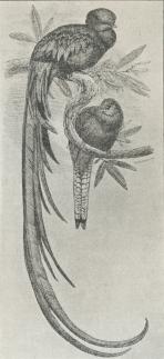 Quesal (Pharomachus macinno), Han og Hun.