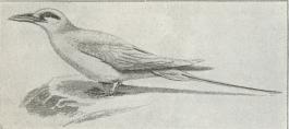 Tropikfugl (Phaëton æthereus).
