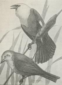 Fig. 1. Trupial (Icterus xanthocephalus), Han og Hun.