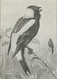 Fig. 2. Bobolink (Dolichonyx oryzivorus).