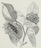 Fig. 1. Leptura armata. Fig. 1. Leptura armata.
