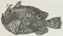 Tudsefisk (Antennarius).