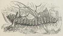 Fig. 2. Polydesmus complanatus. Fig. 2. Polydesmus complanatus.