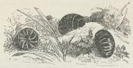 Fig. 3. Glomeris limbata. Fig. 3. Glomeris limbata.