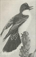 Tyran (Tyrannus carolinensis).